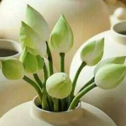 Lien Duong Photo 34