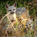 Greg Struve Photo 6