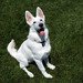 Jack Shepherd Photo 31