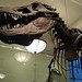 Rex Short Photo 18