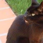 Franca Costa Photo 2