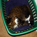 Cindy Curl Photo 6