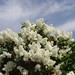Deborah Olmsted Photo 11