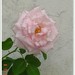 Therese Rose Photo 14