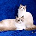 Larry Luna Photo 11
