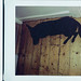 Annette Fox Photo 17