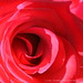 Rosa Platt Photo 1