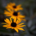 Susan Sager Photo 18