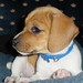 Elizabeth Beagle Photo 17