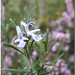 Rosemary Castellano Photo 7