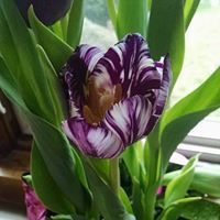 Nancy Grabowski Photo 27