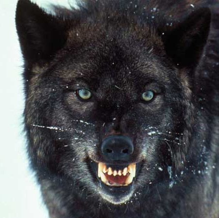 James Wolff Photo 8