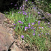 Joan Blackmon Photo 9
