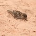 Jennifer Sparrow Photo 17