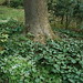 David Shade Photo 8