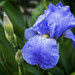 Jane Phillips Photo 47