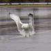 Bill Elkins Photo 16