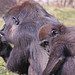 Glenda Wells Photo 41