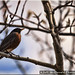 Robin Pierce Photo 13