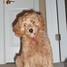Ginger Cooper Photo 19