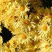 Virginia Griggs Photo 12