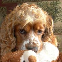 Charlie Brown Photo 15