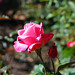 Susan Rau Photo 19