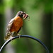 Robin Bryant Photo 8