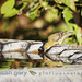 Gary Lesser Photo 12