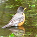 Robin Field Photo 32
