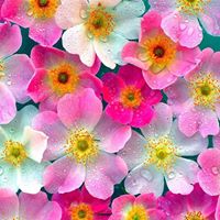 Ramya Viswanathan Photo 11