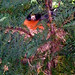 Robin Rutherford Photo 12