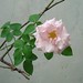 Therese Rose Photo 13