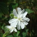Jasmine Lee Photo 15