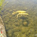 Stephen Carp Photo 5