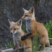 Mark Baird Photo 24