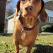 Robert Whitney Photo 28