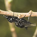 Mark Fly Photo 5