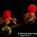 Harold Berry Photo 22