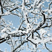 Crystal Weis Photo 13