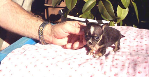Susan Hebert Photo 15