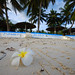 Sandy White Photo 11