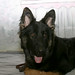Kelli Shepherd Photo 16