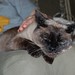 Deborah Curl Photo 23