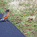 Robin Floyd Photo 23
