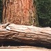 Douglas Grove Photo 24