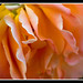 Rose Platt Photo 12