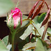 Timothy Flora Photo 5