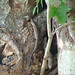 Charles Land Photo 16