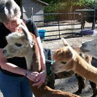 Carol Hillman Photo 5